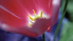Tulip Close-up  - Como Park Conservatory