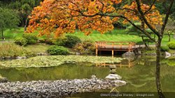 Japanese Gardens - Seattle